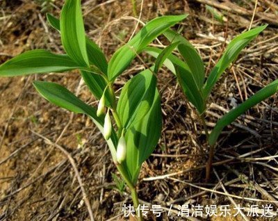 中药|一味有灵气的中药,上养肺,中养脾,下养肾,3种吃法,功效翻倍