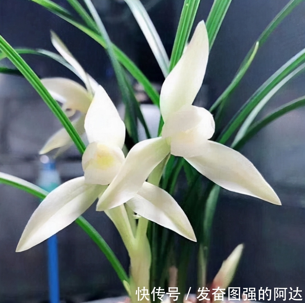 被耽误的“良心”好兰花，开花后气度非凡，珍品荷瓣，是传世极品