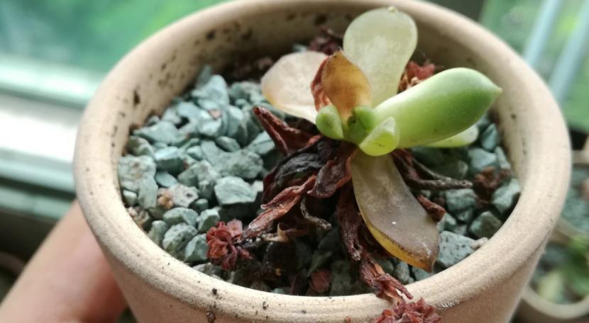 夏天养多肉,哪些时候不适合浇水?怎么浇水好?