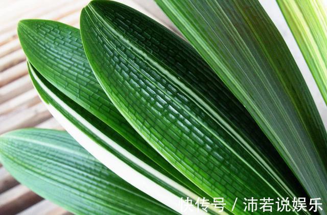 松果|君子兰肥到流油,长寿花开不断,原来他用了1个小方法!