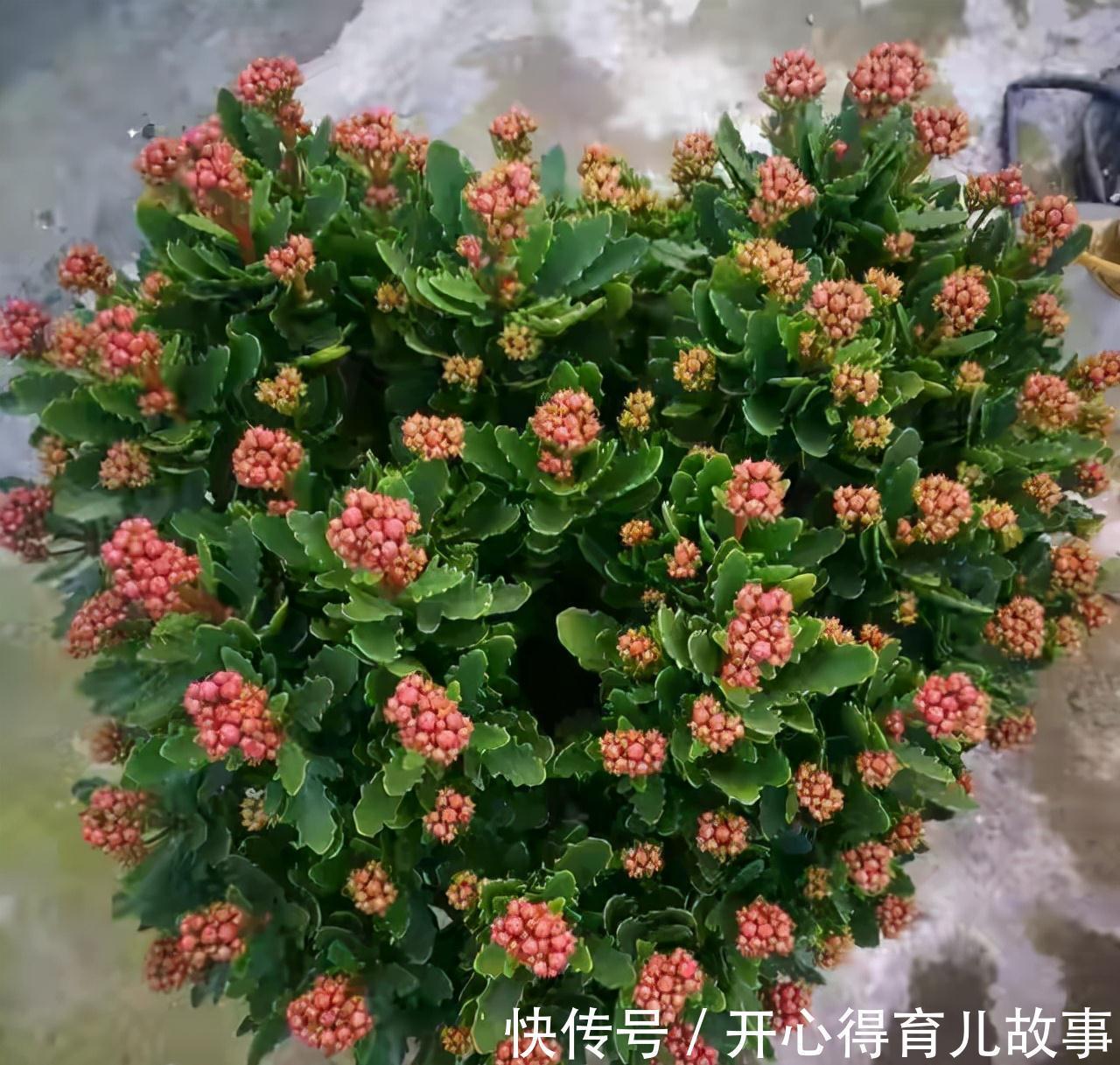 冬天|长寿花有4喜和3怕,冬天养护尤其要注意