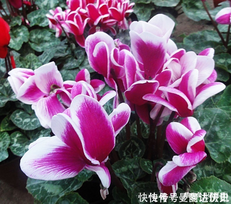 二氧化硫|此花是奥运会吉祥物,娇艳夺目,烂漫多姿,被日本人称为爱之圣花