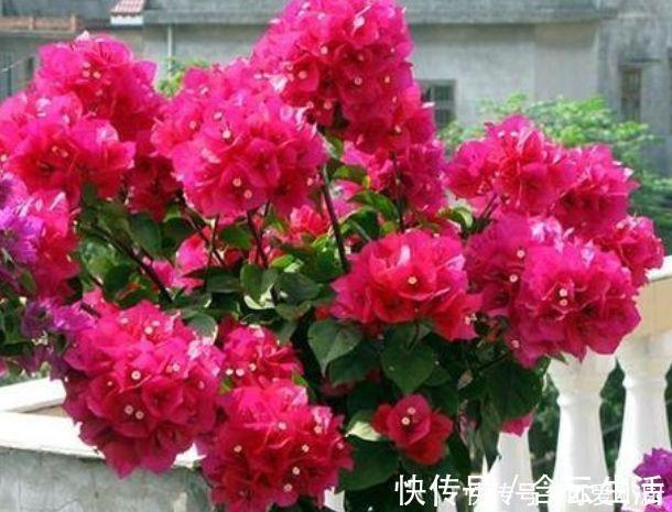 天竺葵|被称为“开花劳模”的4种花，一开就是300多天，漂亮花期长