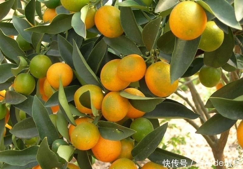 咳嗽|冬季后,咳嗽一直不好,可用此物煮水,润肺止咳,预防冬季流感