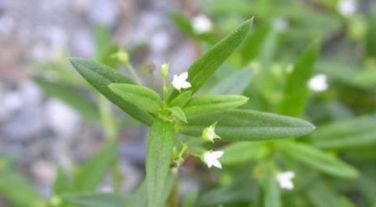 白花蛇舌|这种草是名贵的药材,经常泡水饮,采摘的时候小心,因为过于名贵