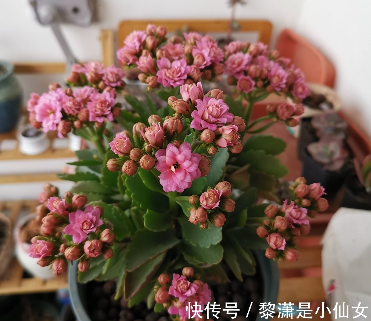 冬季养长寿花,要记住2点,叶肥厚油绿、花苞多花色美好华丽