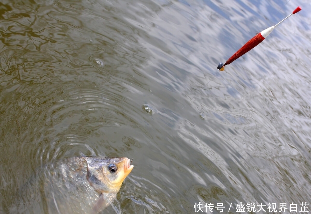 钓鲫鱼时怎么打窝才能事半功倍?