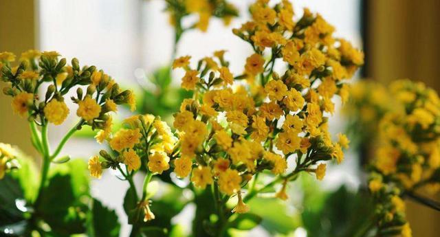 新手|新手花友养长寿花,该牢记哪些才能一年四季开花