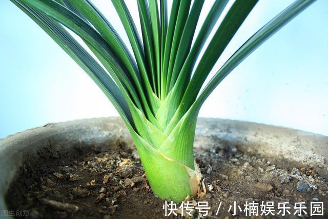 叶子|怎样让君子兰一年长出8片叶子？他的做法，值得我们学习