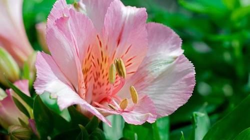 3种喜阴花，摆在北阳台，少晒太阳，少管它，阳台上开满了花