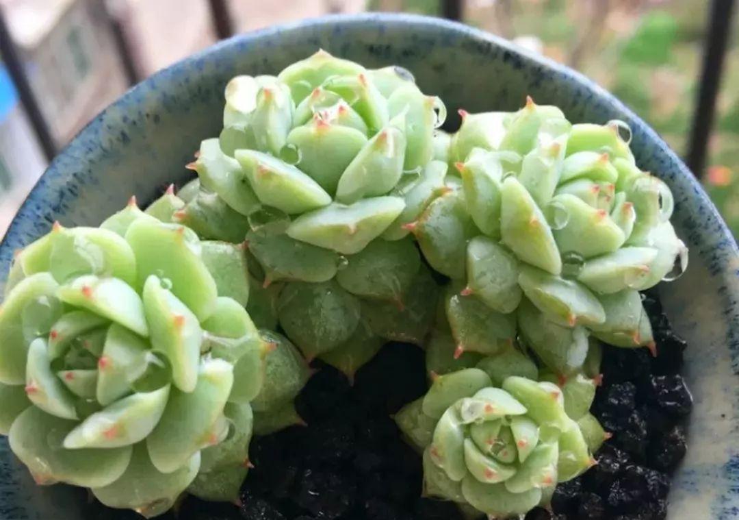 他家养的多肉盆栽，一棵能冒8个头，半年疯长100盆绿植