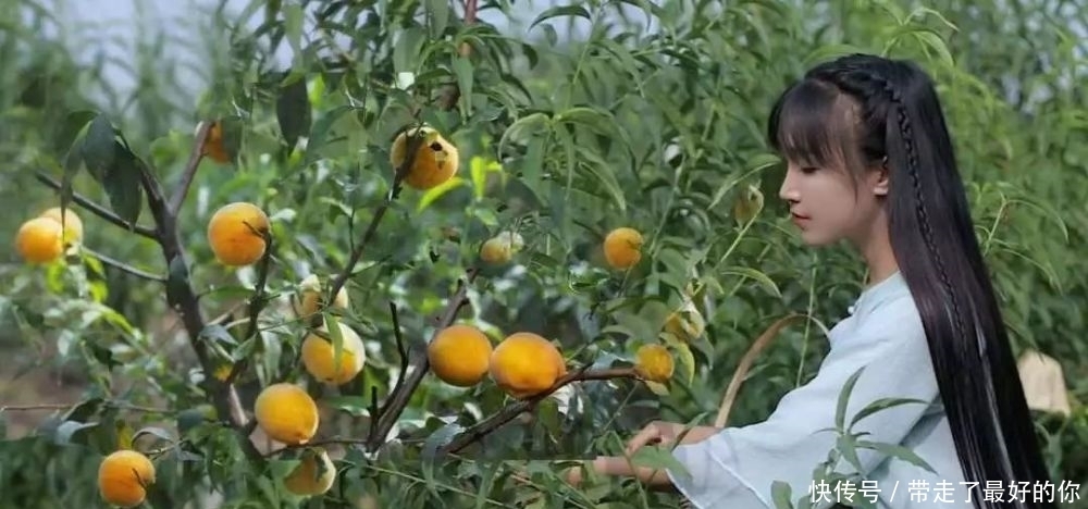 文明|李子柒为何能走红海外