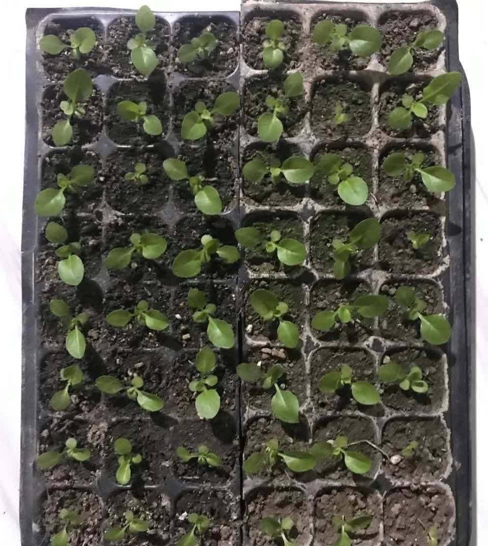 这3种花,开始春播了,7天破土,很快开成花海洋