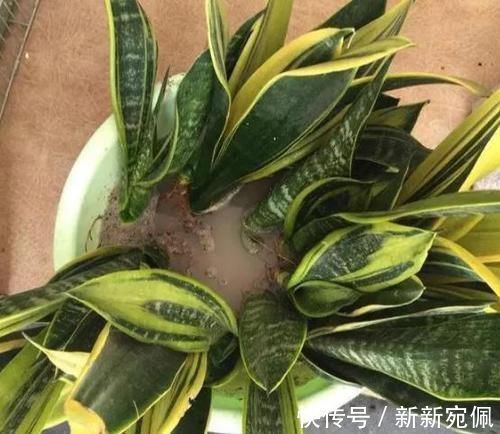 花卉|养花法宝:多菌灵、硫酸亚铁、磷酸二氢钾,到底该怎么用?