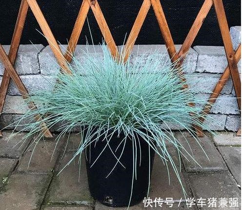 有钱人的庭院,现在流行“种草”了,4种“野草”你们见过吗!