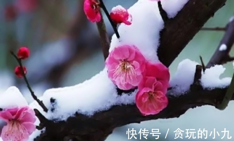 明代&梅开时节,梅花得意占群芳,邂逅古诗里的梅花韵致不输现场观光