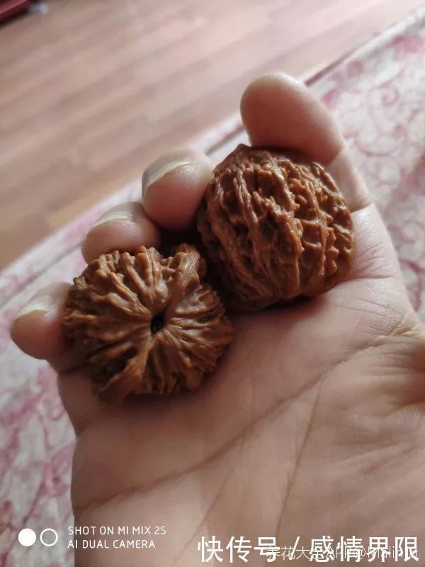 多肉盆栽猪肉这么贵,骨头洗干净种多肉,比花盆还好看