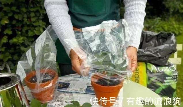 只需要剪一段月季枝条,就能轻松繁殖一大盆!