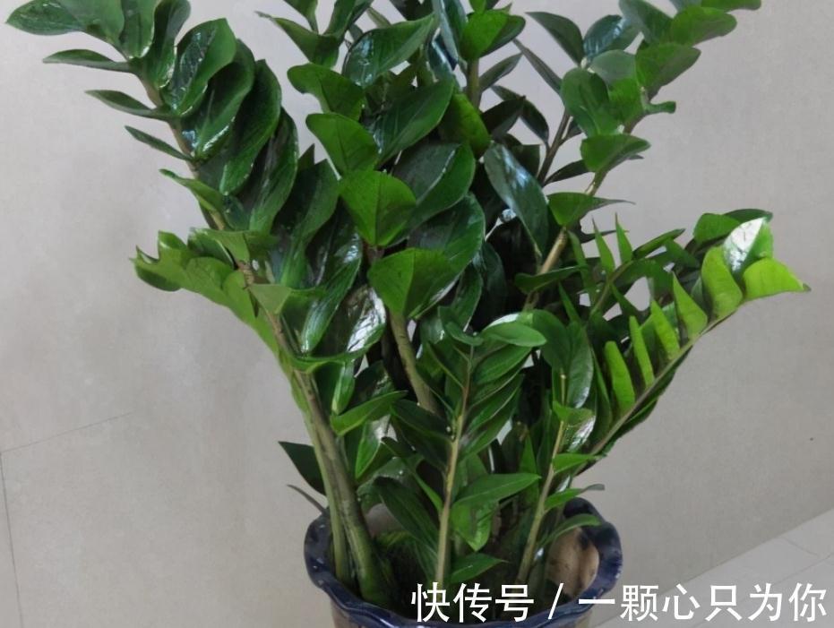 这3种植物不怕冻，天冷室内盆栽枝叶翠绿有光泽，状态好极了！