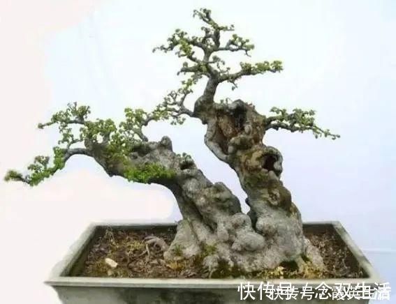 叶片|盆景制作技法夏天来到，盆景脱衣换锦，有6种好处