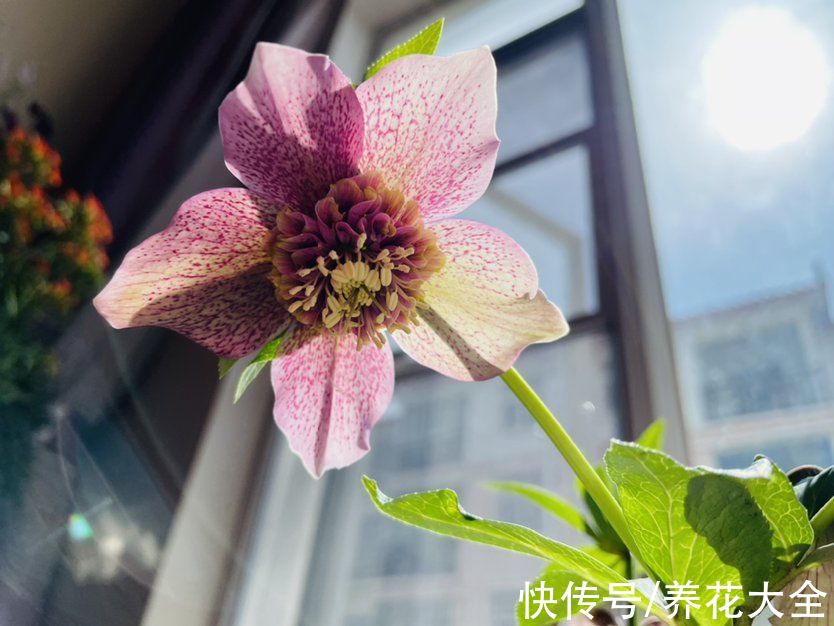 冬日里的玫瑰|1种花被称作“冬日里的玫瑰”，学名虽不好听，颜值超高很耐寒