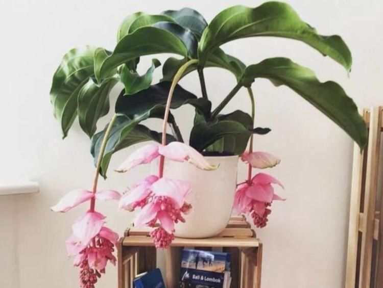 4种漂亮网红花,家里养1盆,花期长花量大,一盆千百朵