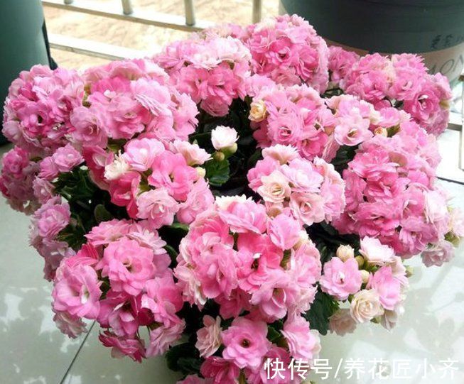 11月长寿不长花苞？给它做好“3件事”，枝条顶部全是花