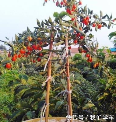 枸杞盆栽这样养,长得枝叶繁茂,结出1树红果子,还能长成盆景!
