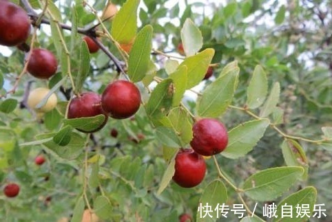 皱纹|专家提醒:常吃此水果,能淡斑抗皱、补血养颜,女人常吃身体好!