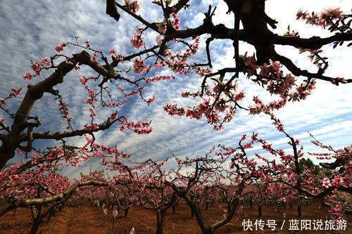 老年|2021年春季国内赏花（二）桃花，推荐16个打卡地