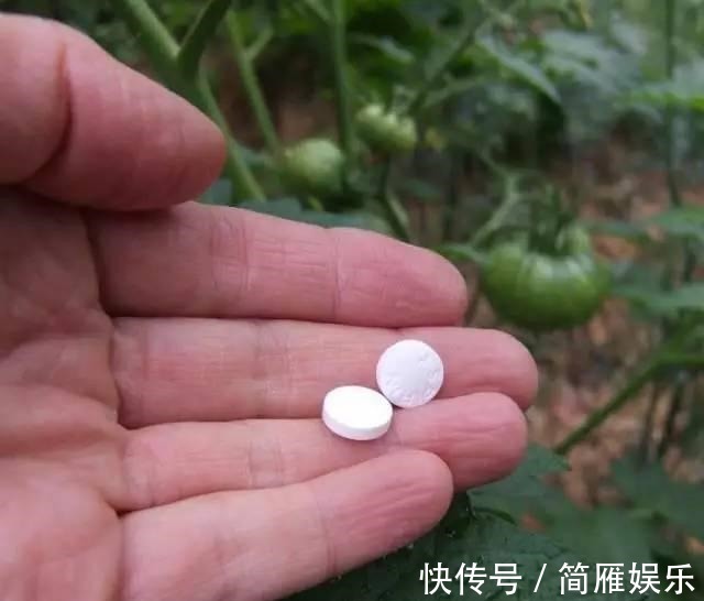 花卉|悄悄告诉你,养花高手都会的10个“小妙招”,学会以后,事半功倍