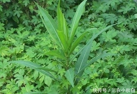 荠菜|若是在房屋后见到此野草，采摘回家备用，价值珍贵，一斤18元