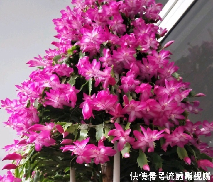 花朵|蟹爪兰爱吃“糖”,7天1次,花苞冒出来,满盆都是大花朵!