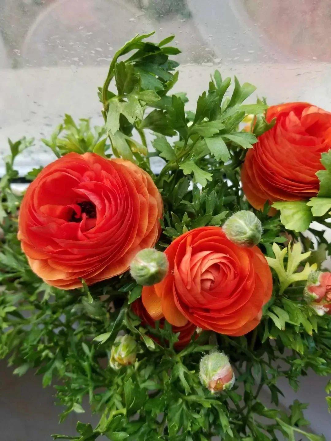 未来一个月,9种花就是抢手货,不养亏大了!