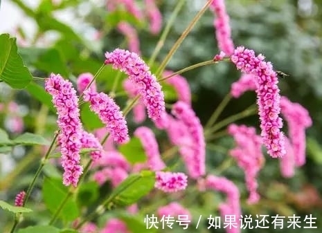 红蓼花!成束之美!难得一见!