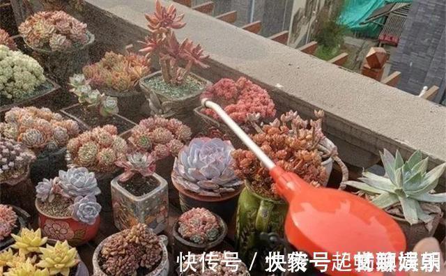 3个养花“小技巧”，越早知道越好！养花百分百成活，1分钟学会