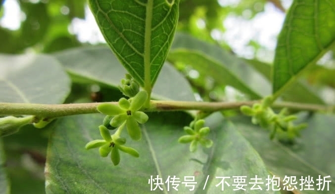 它是树上长的“南瓜”，摘了能当菜炒，不仅好吃还是一味好药