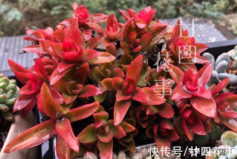 劳尔劳尔|9种多肉不耐寒,寒潮来临,除了要提前保暖外,还要控水避风