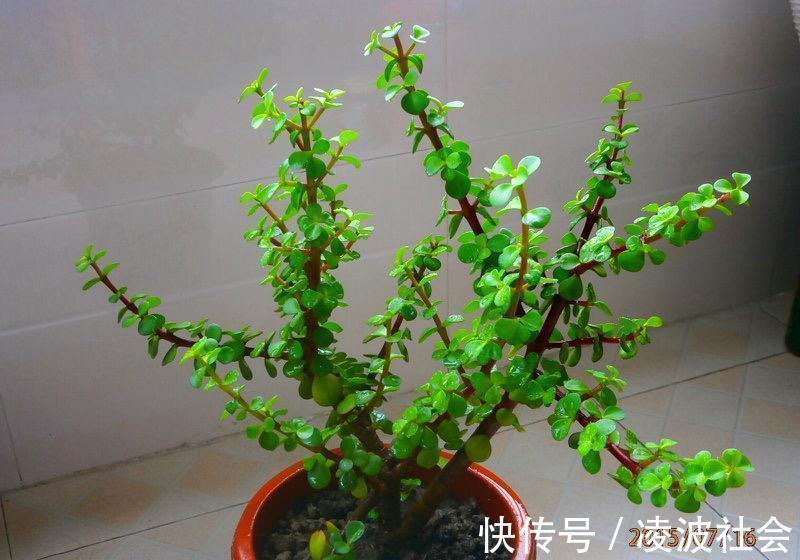 养金枝玉叶,做到4点,长成粗壮老桩,漂亮又精致