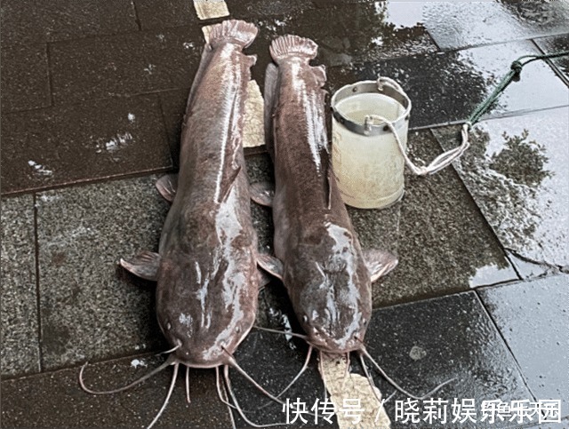 胡须|珠江“大鲶鱼”,被钓鱼人频频钓起!能不能吃?钓友:数数胡须的数量