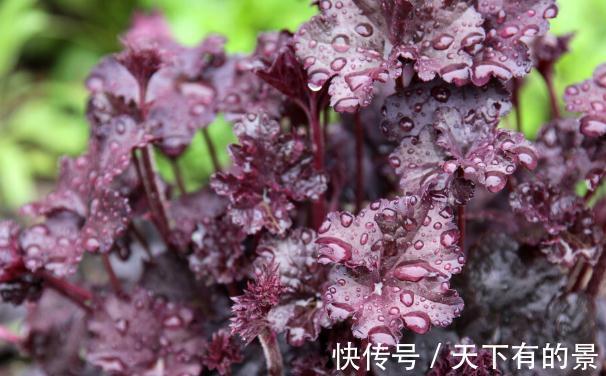 圆锥|秋天遇到8种花,该出手时就出手,犹豫不决容易坏事
