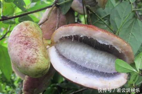 深山里这种果实长得丑却浑身是宝，补肾又美容，男女都爱吃