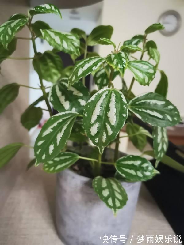 花叶|花叶冷水花耐阴又好养，在家养上一盆，清新又雅致