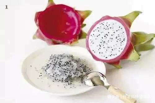 养花|能吃能观赏的火龙果,如何盆栽教你两招,来年还能吃上果实