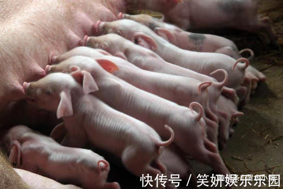 生猪养殖业的最新动态：猪苗批发市场的风云变幻