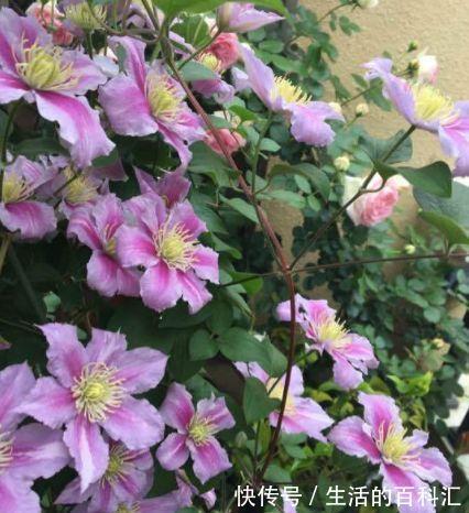 品种|此几种铁线莲特别耐热,你值得拥有