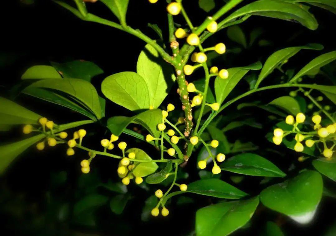 花成了光杆司令,剪一刀撒点药,很快冒新芽