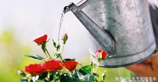 养花做好5步,新手变高手,养花不愁!