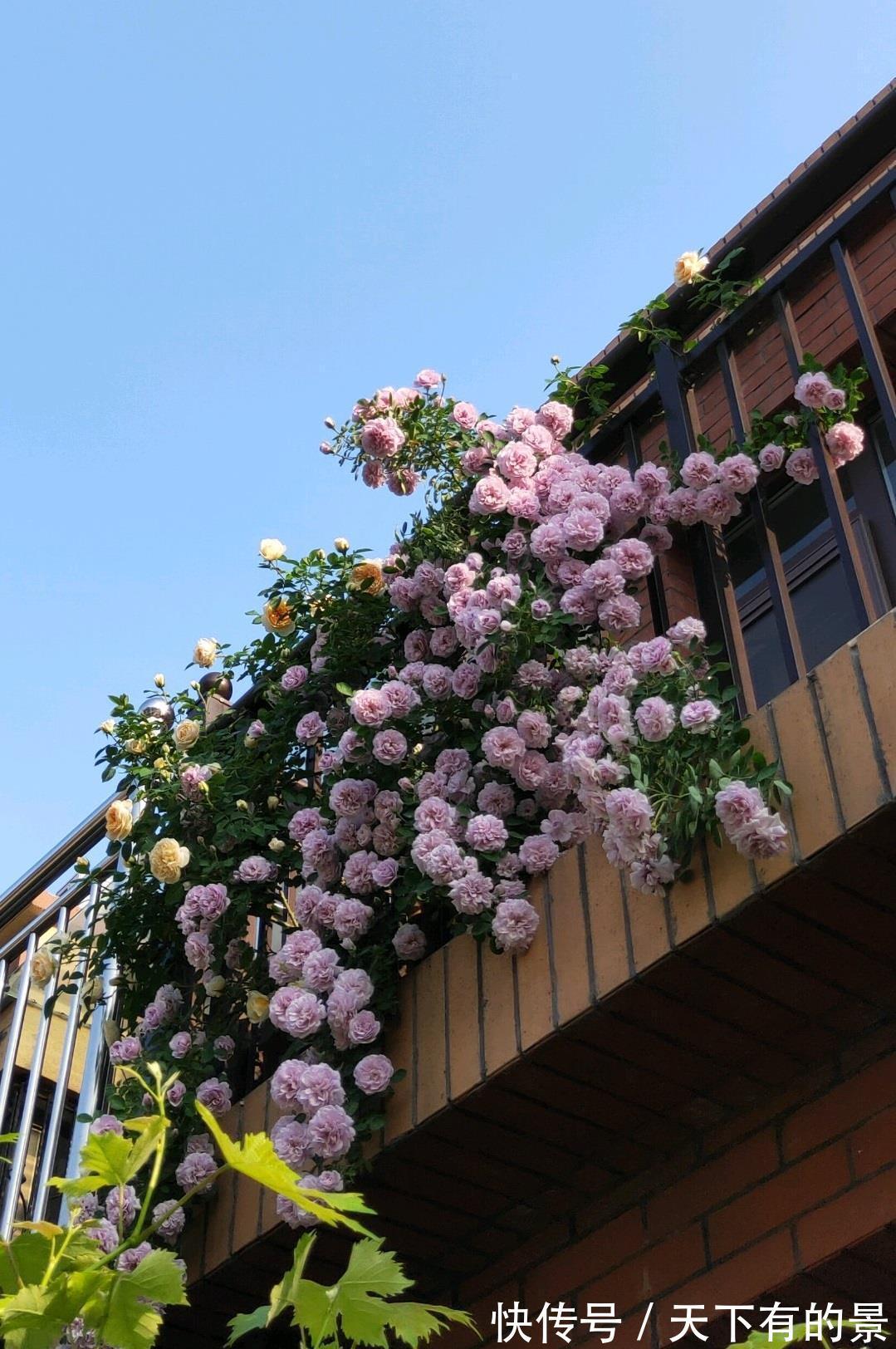 阳台上|3种“小爬藤”花,剪个枝条插一棵,爬满阳台开满花,美得不像话