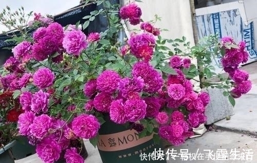 此花是世界名花，颜值超牡丹，香味胜茉莉，四季开花，是盆栽佳品